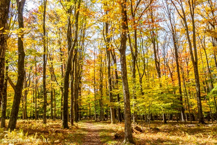 Exploring Canaan Valley, West Virginia Featured Article Image