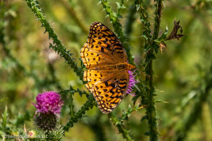 Shenandoah National Park - Big Meadows featured image