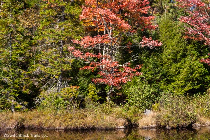 Adirondack Park - Blueberry Pond featured image