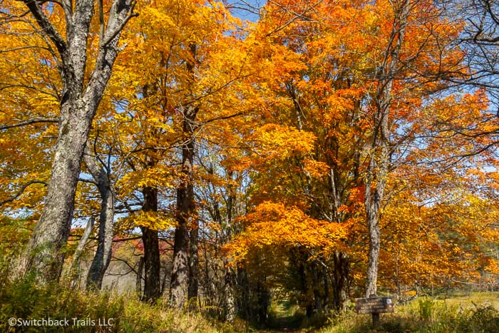 Canaan Valley Resort State Park featured image