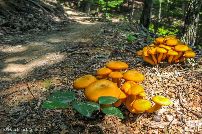 Carvins Cove Natural Reserve featured image