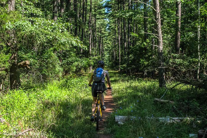 Conway Robinson State Forest featured image