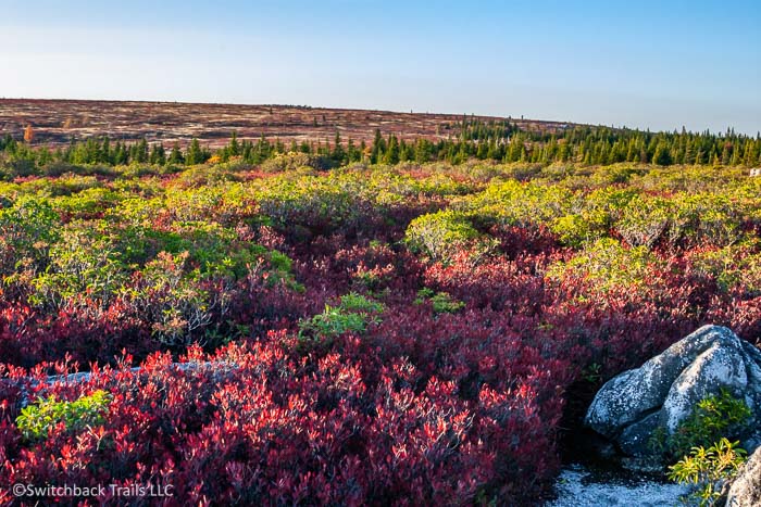 Dolly Sods Wilderness featured image