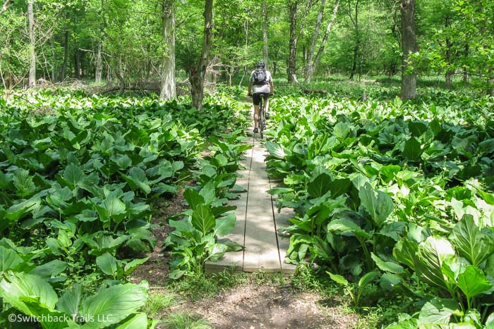 Seneca Creek Greenway Trail featured image